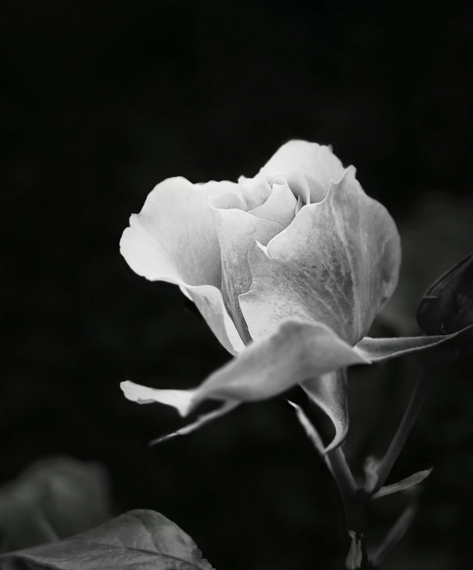 Les mots qui perdurent après eux